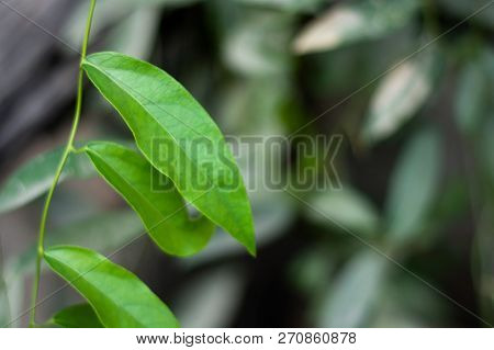 Tiliacora Triandra Or Bai Ya Nang Leaves On The Branch