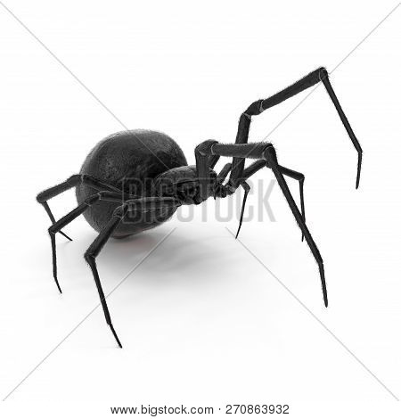 Black Widow Spider 3d Illustration Isolated On White Background