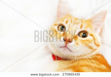 Cute Ginder Cat Basking On The White Bed.