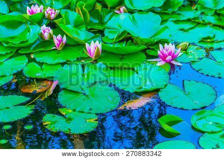 Pink Water Lily Green Lily Pads Perennial Van Dusen Garden Vancouver British Columbia Canada