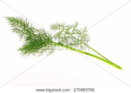Single Sprig Of Dill On White Background. Sprig Of Dill Large.