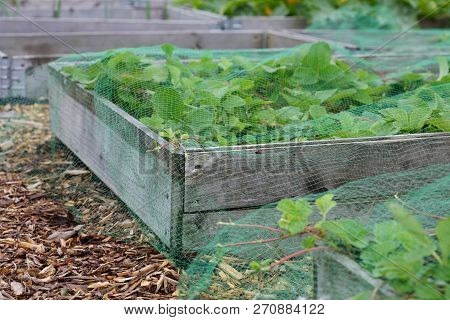 Vegetable Raised Beds On An Allotment In North England
