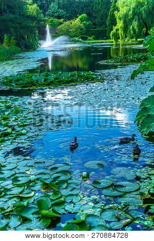 Ducks Lily Green Lily Pads Perennial Van Dusen Garden Vancouver British Columbia Canada