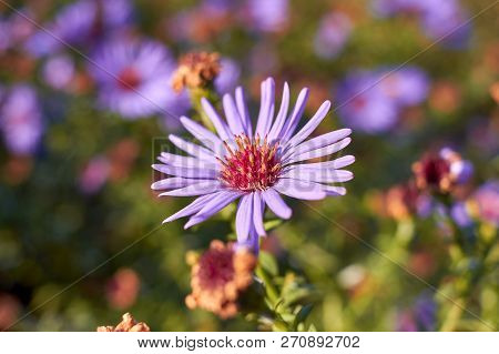 New York Aster. Flowers Asters Grow In A City Park. Bushes Asters In Autumn. Purple Bushes Of Flower