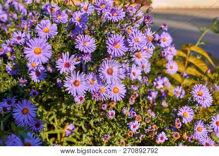 New York Aster. Flowers Asters Grow In A City Park. Bushes Asters In Autumn. Purple Bushes Of Flower