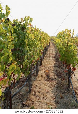 View At Shaffer Winery In Napa Valley, Ca