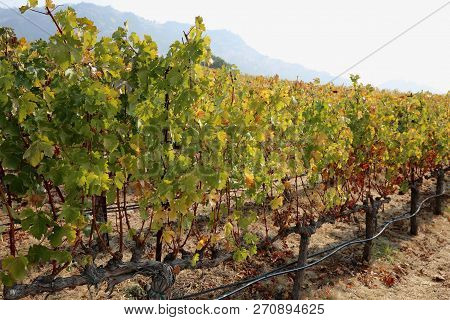 View Of Shaffer Winery In Napa Valley, Ca