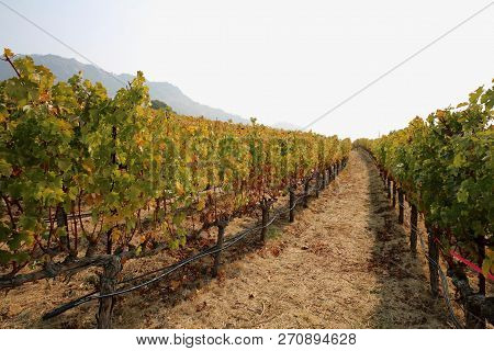 View Of Shaffer Winery In Napa Valley, Ca