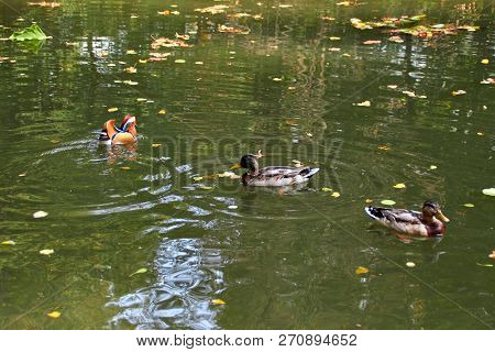Mandarin Duck. Mandarin Duck Swimming In The Lake. Bird With Bright Multi-colored Feathers. Duck Wit