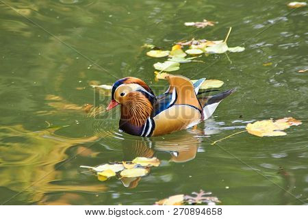 Mandarin Duck. Mandarin Duck Swimming In The Lake. Bird With Bright Multi-colored Feathers. Duck Wit