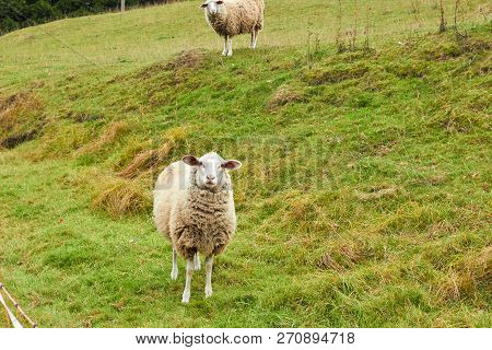 Sheep Graze In The Meadow. Sheep Walk On The Grass. A Ram Eating Grass On A Scorch. Sheep Graze In T