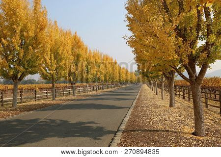 Fall Scenery At The Entrance Of Far Niente Winery In Napa, Ca