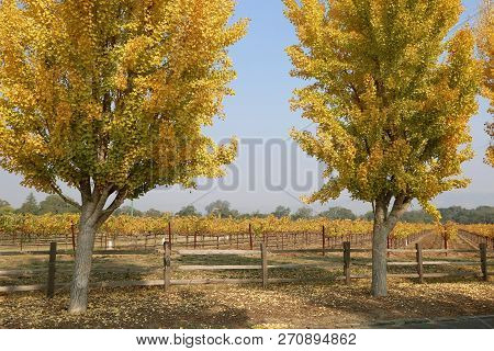 Fall Scenery At The Entrance Of Far Niente Winery In Napa, Ca