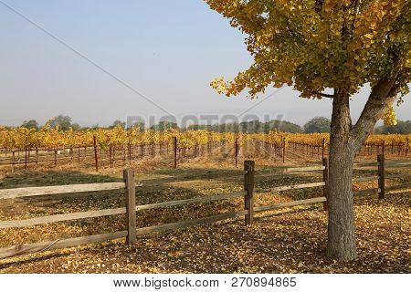 Fall Scenery At The Entrance Of Far Niente Winery In Napa, Ca