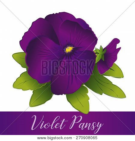 Pansy Flowers, Deep Purple Violet (viola Tricolor Hortensis) Isolated On White Background.