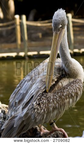 Pelican rust