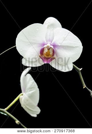 The White Orchid In Queen Sirikit Botanic Garden Of Chiang Mai, Thailand.