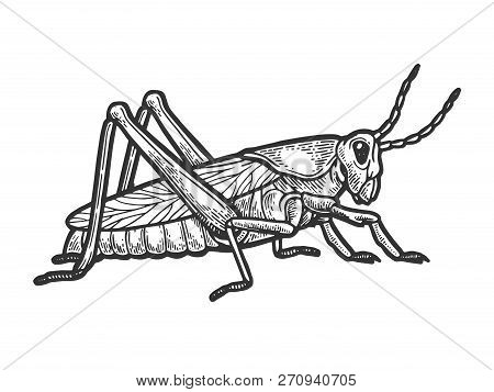 Grasshopper Locust Insect Engraving Vector Illustration. Scratch Board Style Imitation. Black And Wh