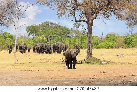 Large Herd Of Elephants Walking Out From The Bush Walking Towards Camera, With Vibrant Green Tree An