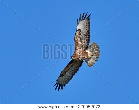 kite flying in natural habitat (buteo rufinus)