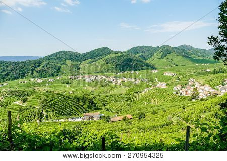 Vineyard In France, Beautiful Photo Digital Picture