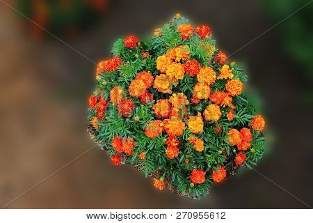 Orange Carnations On Green Isolated Background. Orange Carnations On Green Isolated Background