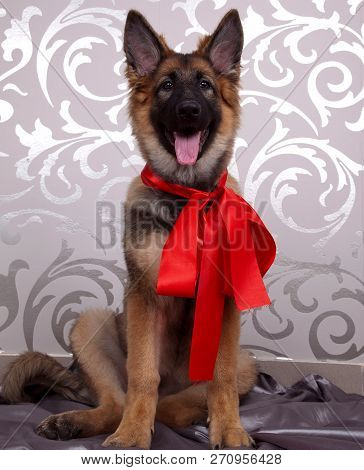 The Lovely German Shepherd Dog With The Red Ribbon. Christmas Gift. The Cute Portrait Of The German 