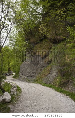 Immersed Along The Slovenian Path Near The Drežnica Village