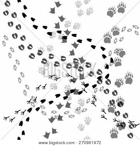 Animal And Bird Trace Steps Black Imprints, Seamless Pattern On White