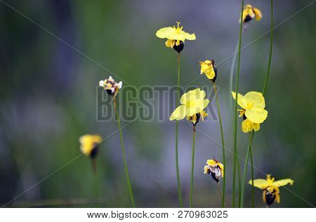 Yellow Flowers Of The Australian Native Xyris Bracteata, Family Xyridaceae, Growing In Heath In The 