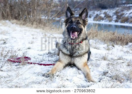 The Portrait Of The German Shepherd Lying On The Snow. Winter Time. Snow Land.