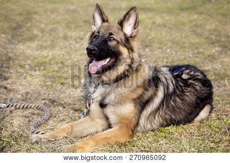 The Portrait Of The German Shepherd, Lying On The Grass. Watching.