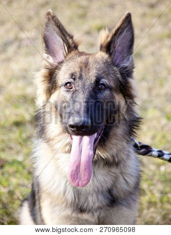 The Portrait Of The German Shepherd. Outdoor. Watching.