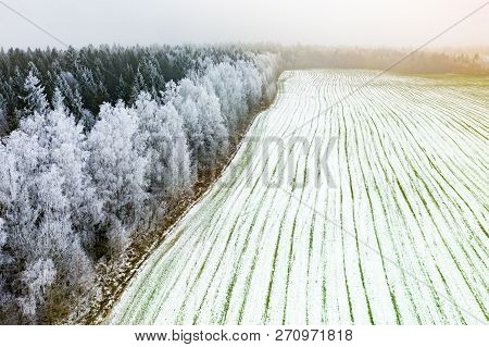 Agricultural Fields In Early Spring. Trees In Hoarfrost. Aerial Landscape