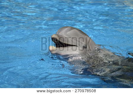 Bottlenose Dolphin With Head Above Water Latin Name Tursiops Truncatus