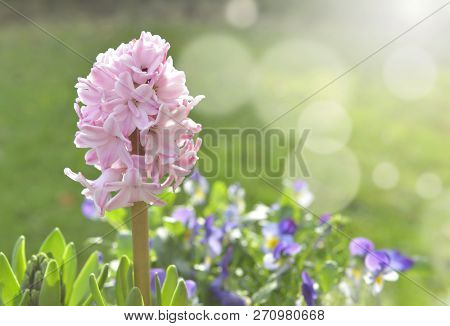 Close On Beautiful Pink Hyacinth In The Sunny Light In A Garden
