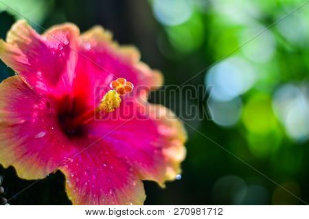 Close Up Of Chaba (hibiscus) Flower In Blooming During Morning Shine At, Thailand
