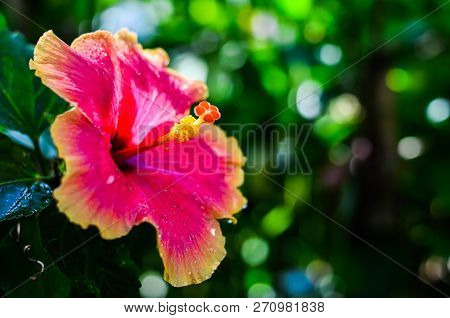 Close Up Of Chaba (hibiscus) Flower In Blooming During Morning Shine At, Thailand