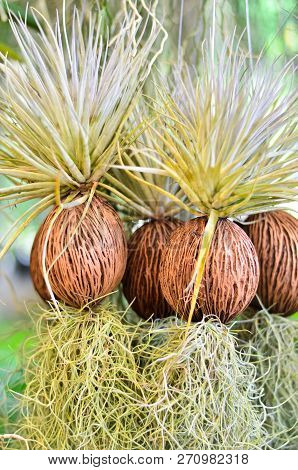 Dry Cerbera Odollam Or Pong Pong With Growing Green Fern For Decorating House Hanging