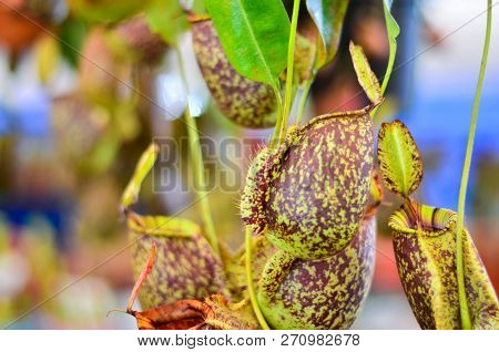 Nepenthes, Tropical Pitcher Plants And Monkey Cups. Flower To Eat Insects.