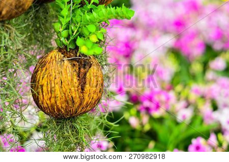 Dry Cerbera Odollam Or Pong Pong With Growing Green Fern For Decorating House Hanging