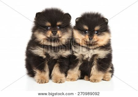Zwerg Spitz Puppies Posing On White Background