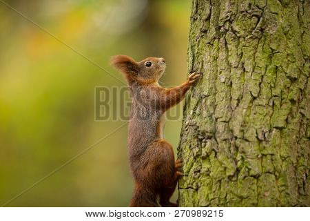 Squirrel. The Squirrel Was Photographed In The Czech Republic. Squirrel Is A Medium-sized Rodent. In