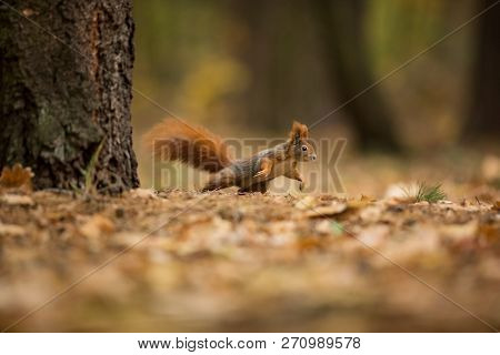 Squirrel. The Squirrel Was Photographed In The Czech Republic. Squirrel Is A Medium-sized Rodent. In