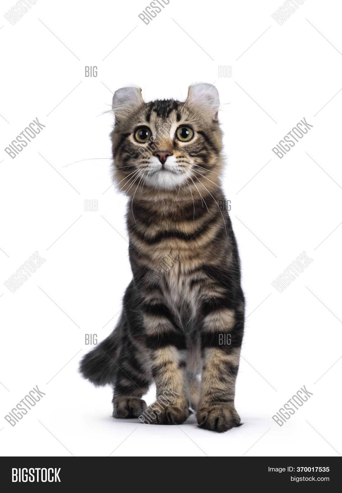 American Curl Kitten Image & Photo (Free Trial) Bigstock
