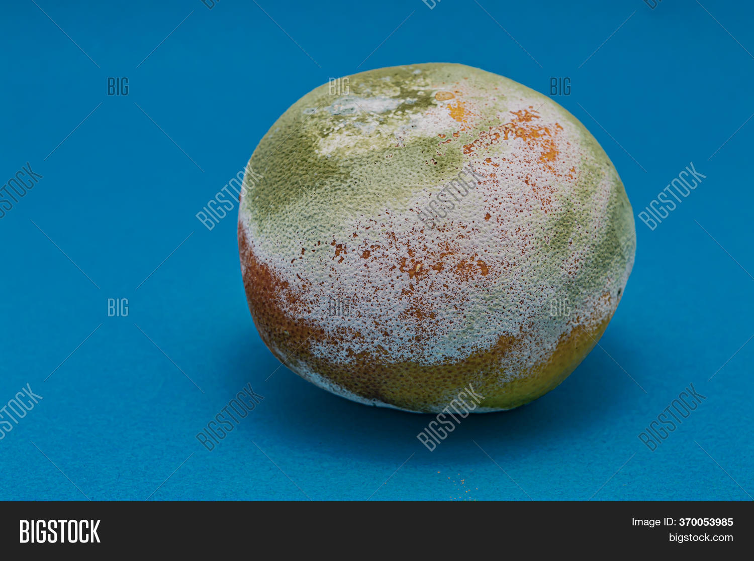 Rotten Orange Covered Image & Photo (Free Trial) Bigstock