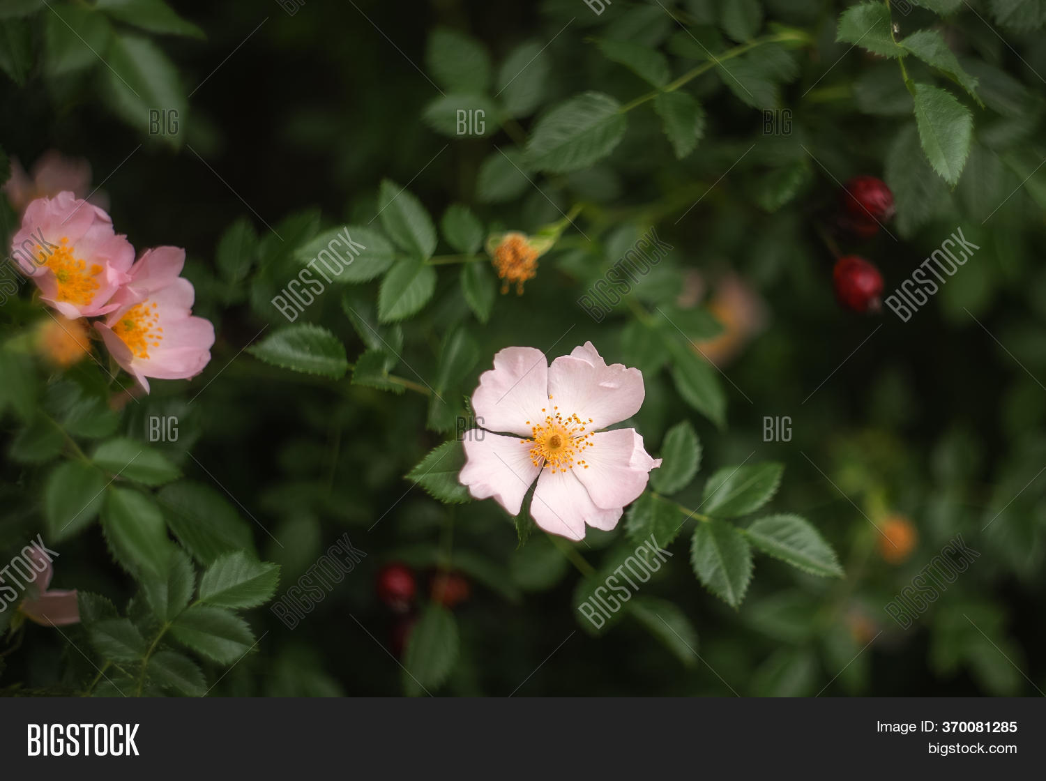 Wild Rose Bush Blooms Image & Photo (Free Trial) Bigstock