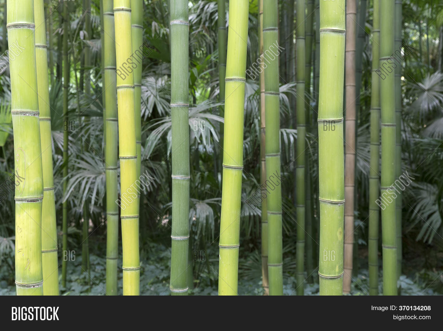 Fresh Green Bamboo Image & Photo (Free Trial) Bigstock
