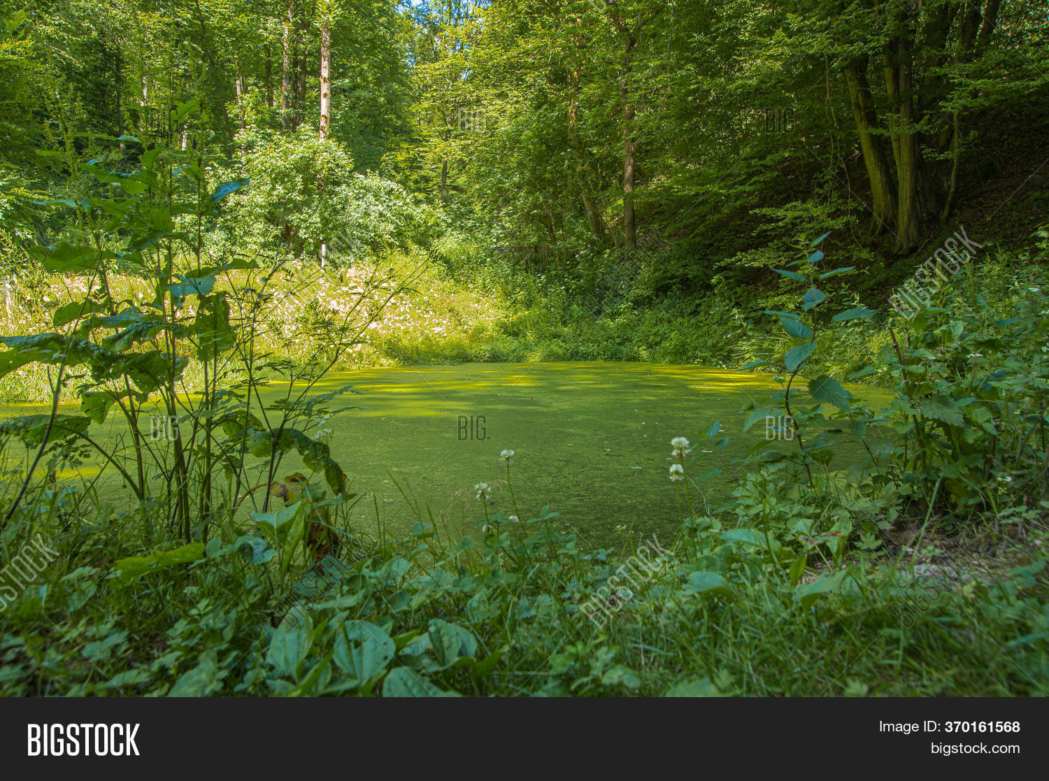 Pond Located Forest Image & Photo (Free Trial) Bigstock