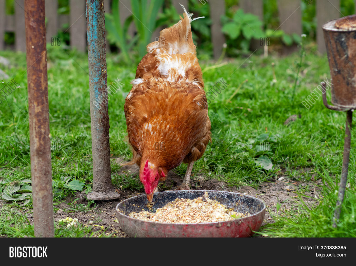 Chicken Eats Oats Bowl Image & Photo (Free Trial) Bigstock